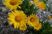 Da SCHILPARIO salita al PASSO DI CORNA BUSA e al PIZZO CAMINO il 9 luglio 2011 - FOTOGALLERY